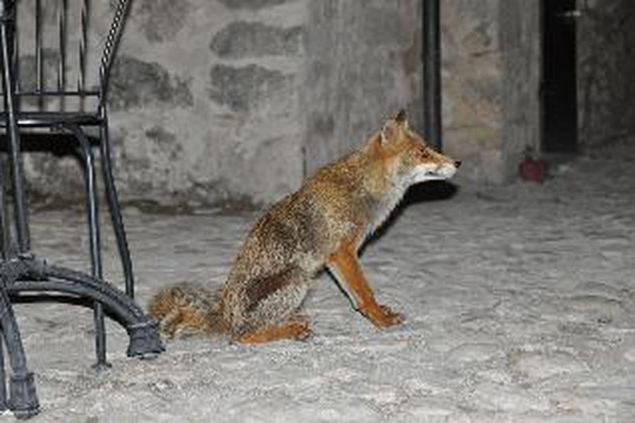 photo-2