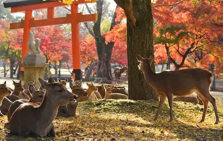 Excursão a pé de meio dia em Nara