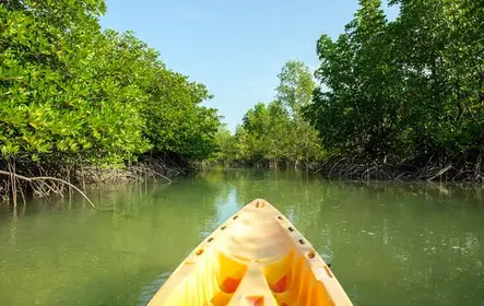 Passeio de caiaque pelo manguezal de Langkawi