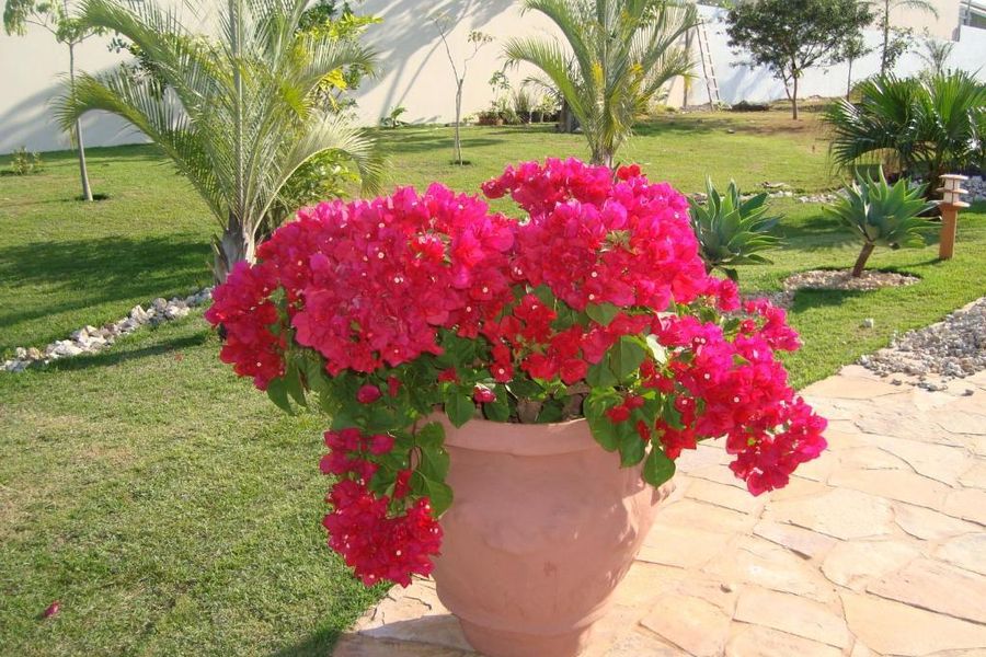foto-0