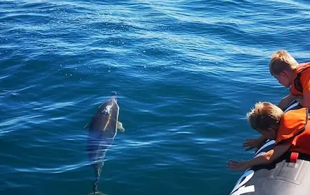 Passeio de Observação de Golfinhos saindo de Lagos